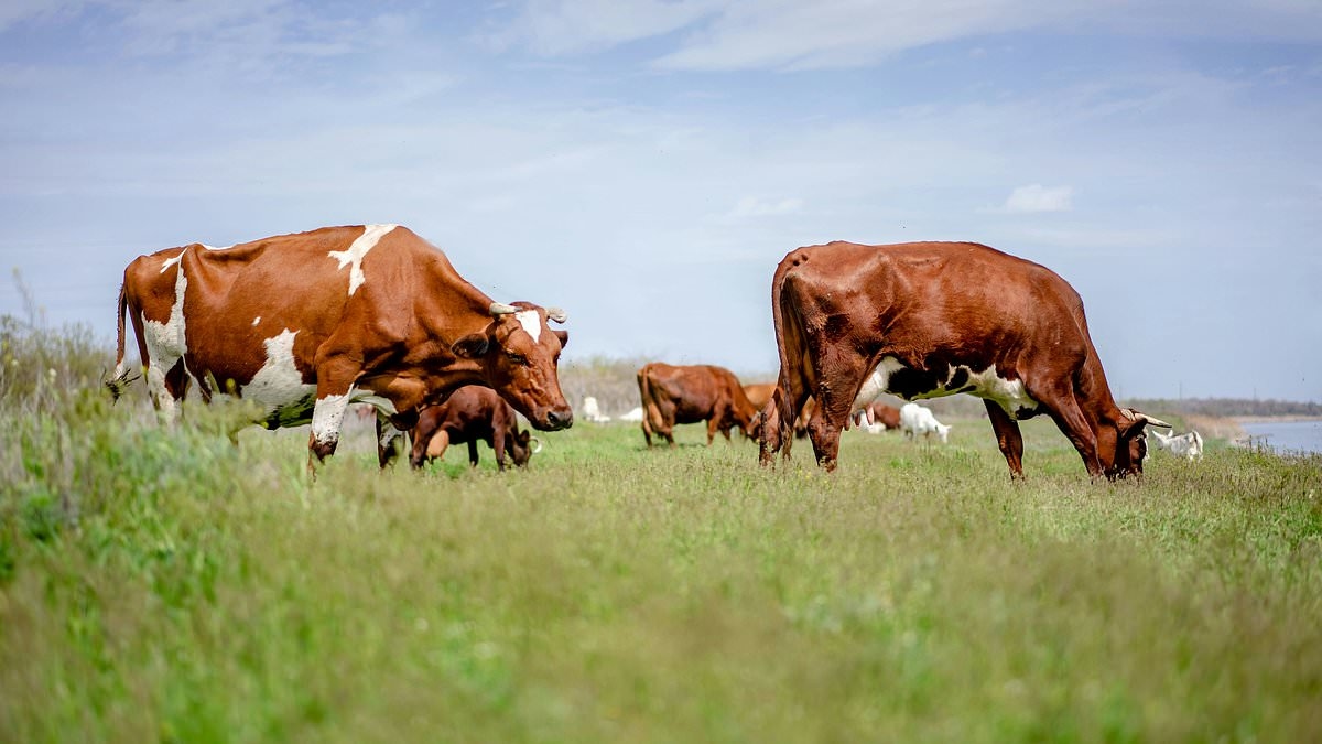 Farmer 'raped wife, underage daughter and a cow... and made his partner watch other acts of bestiality with calves'