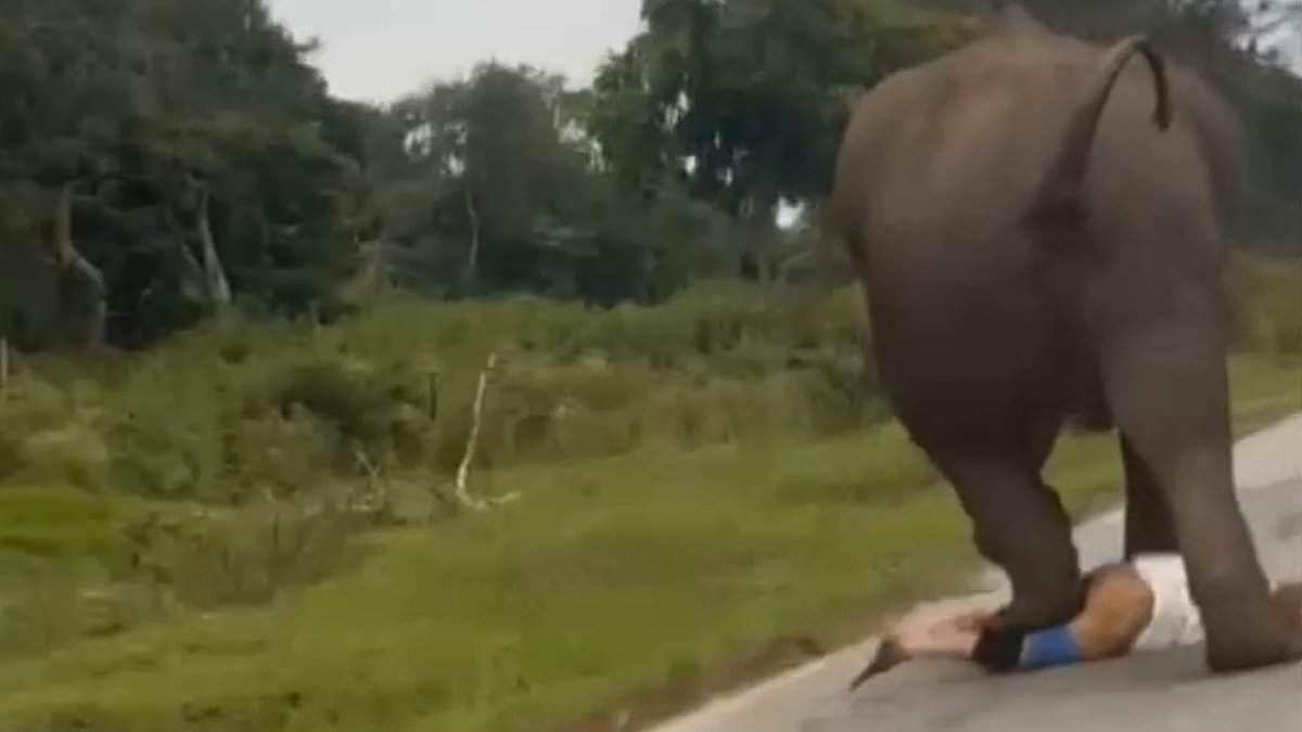 Moment tourist is chased and trampled by charging elephant 'after trying to take a selfie'