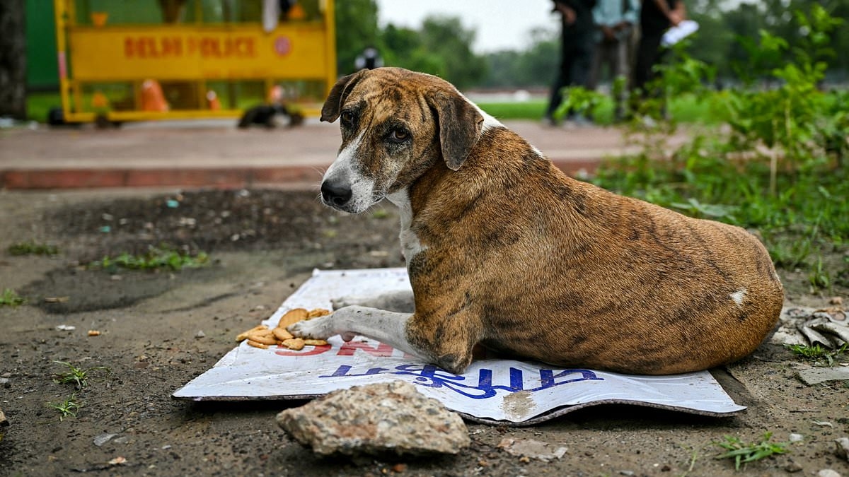 Outcry in India as Delhi moves to remove 'all ONE MILLION' stray dogs from its streets following rabies outbreak