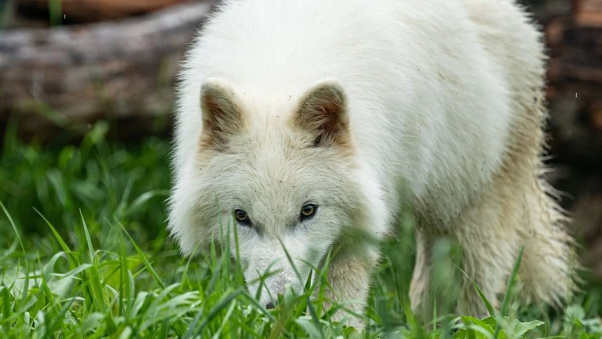 Meet Khaleesi: First female dire wolf is brought back from EXTINCTION - 12,000 years after the species vanished