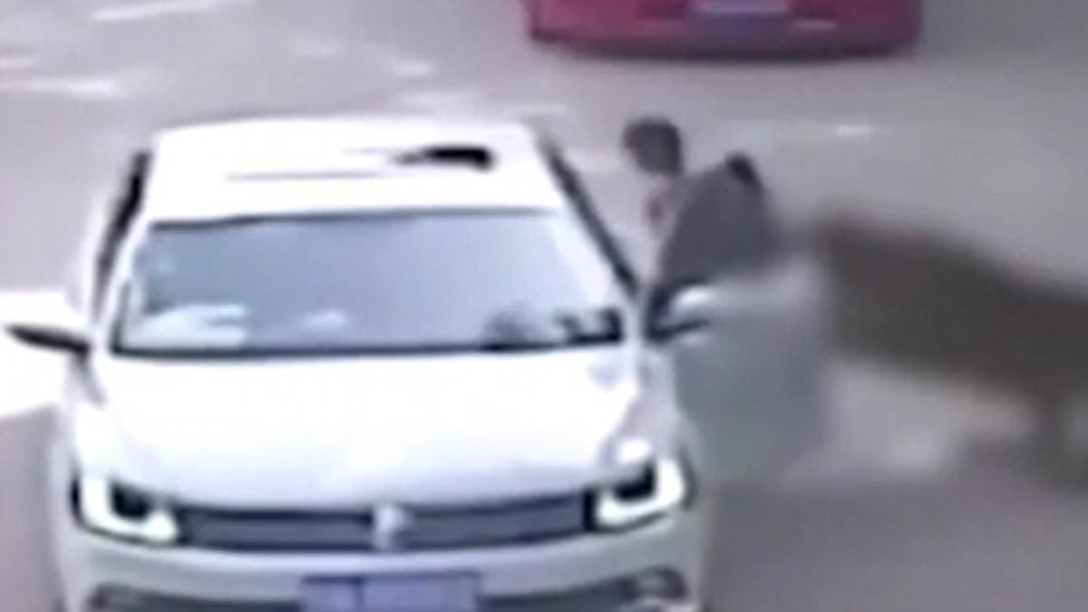 Terrifying moment woman is dragged away and mauled by safari park tiger after getting out of her car, thinking they had left the enclosure