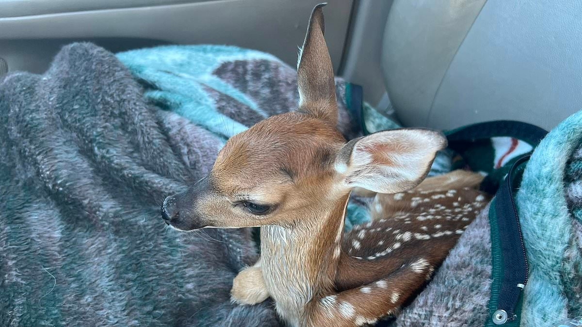 Animal lover nursed orphaned baby deer back to health...then Louisiana wildlife officials turned up and EUTHANIZED it