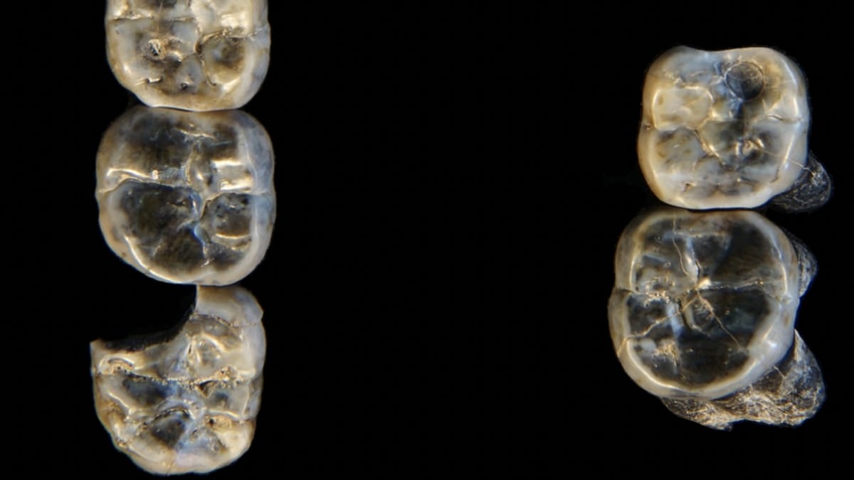 Missing chapter of human evolution dating back 2.8 million years uncovered in Africa