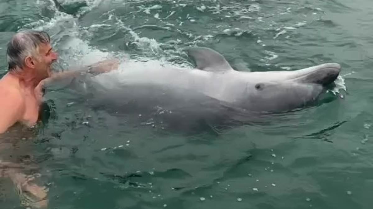 Astonishing moment playful dolphin joins family on their morning swim in Dorset - jumping around and asking for belly rubs