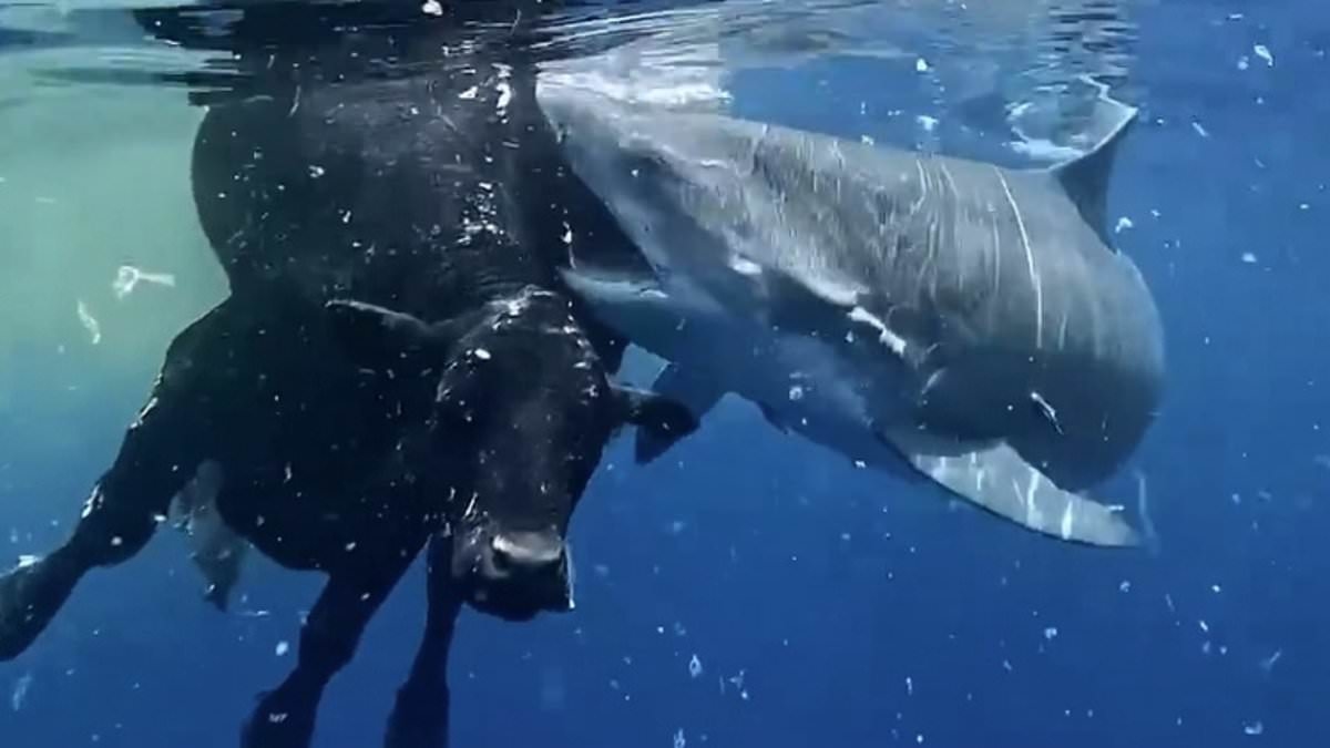 Diver films terrifying moment a 'tiger shark devours a COW in the middle of the ocean' - but sceptics say the dramatic scene looks 'unreal'