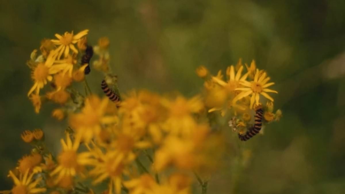 Kate releases second film highlighting the beauty of 'Mother Nature' - inspired by the solace she took from the countryside during her cancer journey