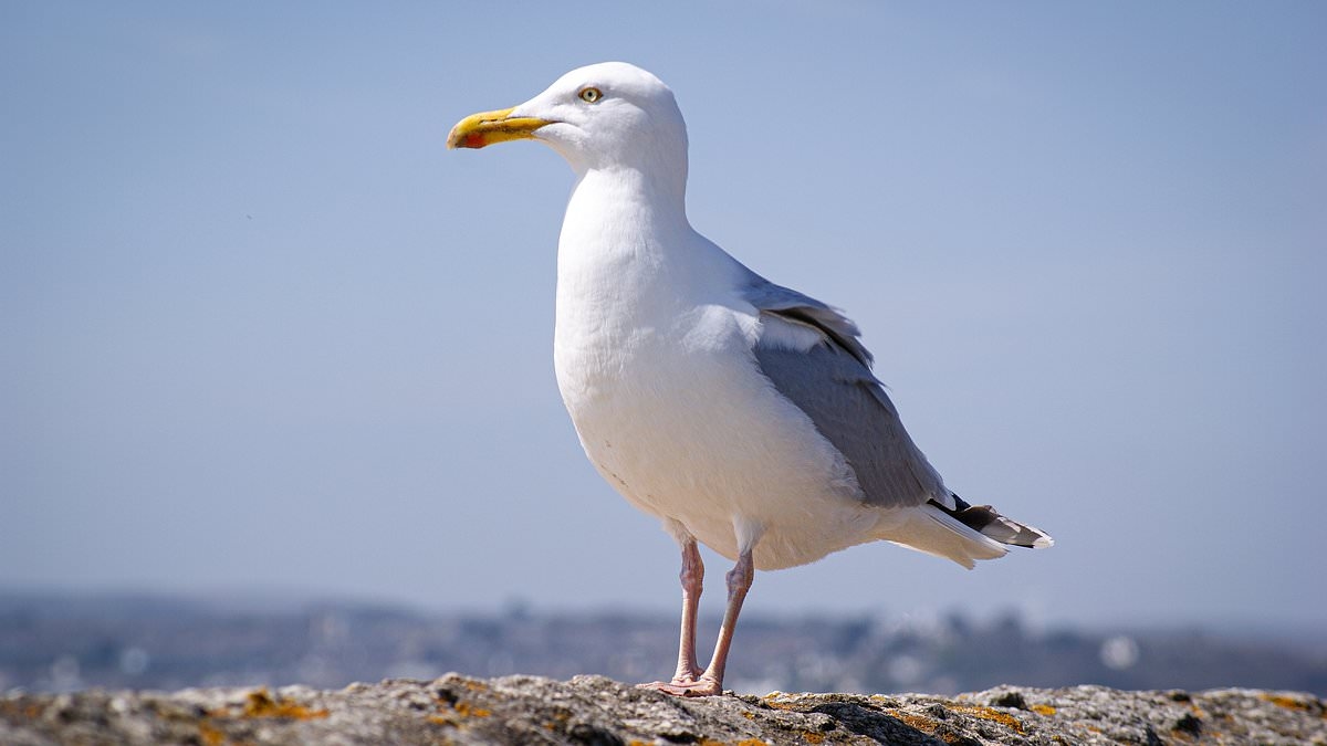 Seagull is kicked to death after stealing fish from customer outside a chippy