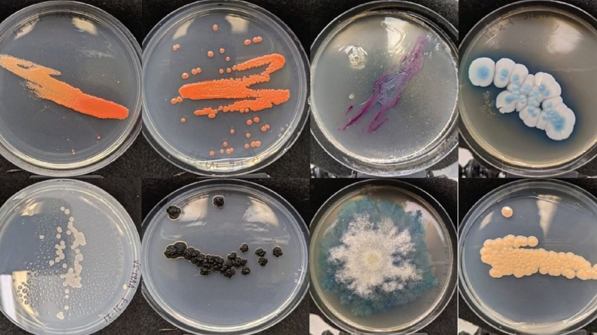 Urgent warning to vapers as scientists discover vape mouthpieces are SWARMING with fungi that harm airways