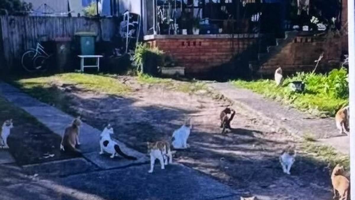 'Crazy cat lady' is kicked out of her home after she went from two cats to FIFTY within a year: 'It was putrid'