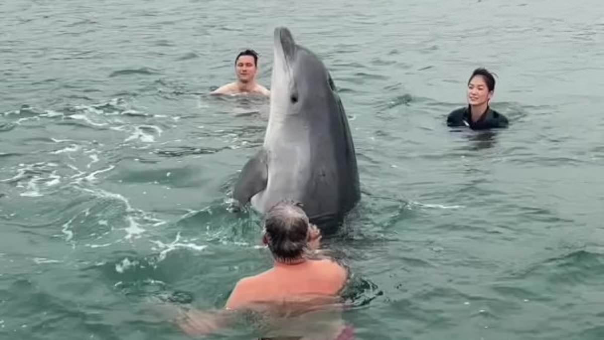 Animal behaviour expert reveals what the playful dolphin who swam with a family in Dorset was REALLY doing