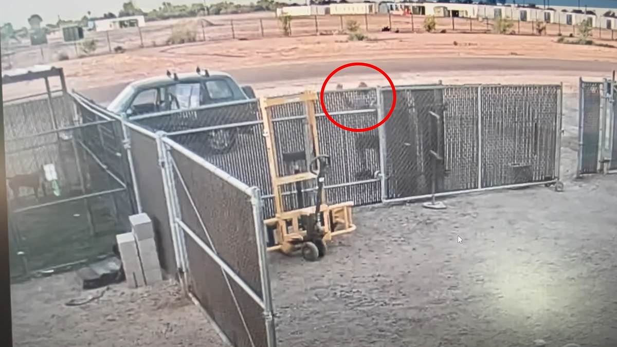 Callous owner WAVES at confused elderly dog while dumping him in crate outside Arizona animal shelter