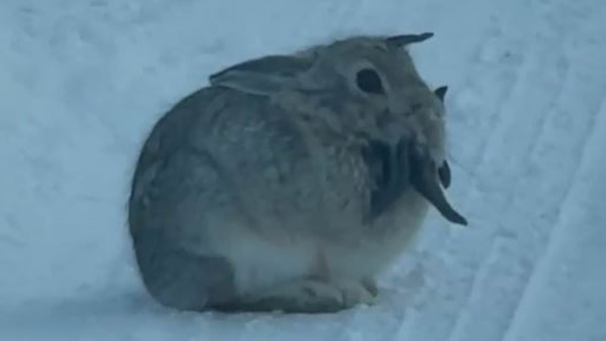 'Frankenstein' rabbits appear in two more states