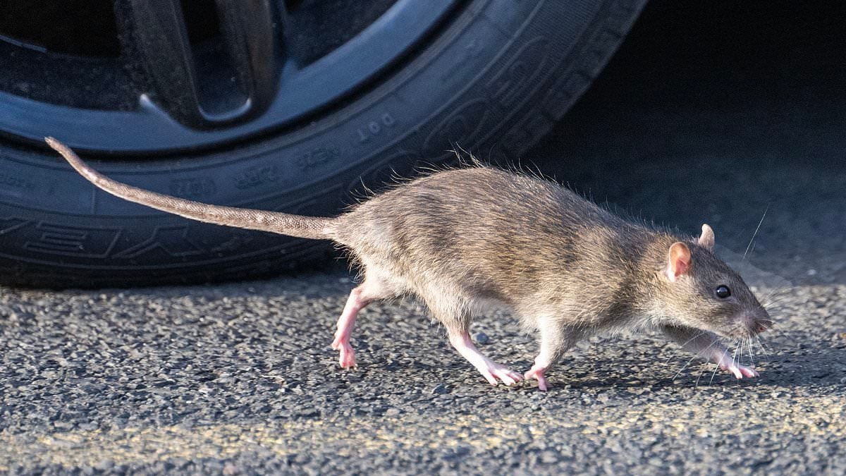 This is the shameful reason why Britain is being invaded by monster rats - and their chilling new evolution that could see our cities being overrun: DAVID WILKES