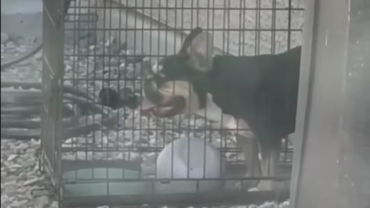 Neglectful French bulldog owner let pet die in agony after leaving animal outdoors in Las Vegas heat for 20 hours, police say