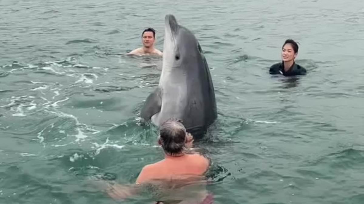 Marine experts issue worrying update about playful dolphin that joined family for swim in Dorset