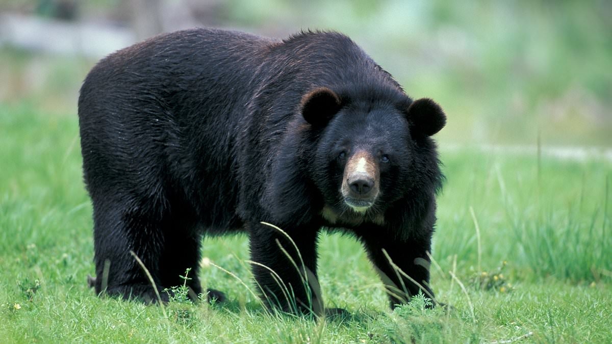 Hiker is dragged into forest and killed by a bear while walking Japanese trail