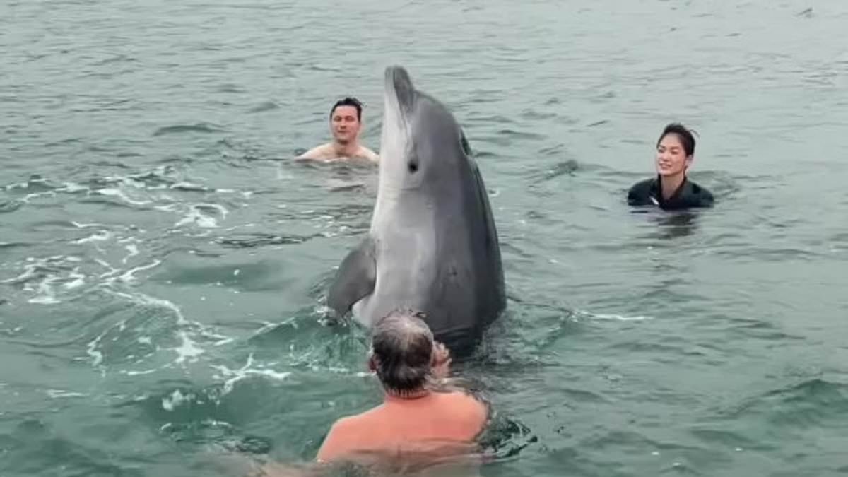 Concerned marine experts issue desperate plea to Dorset beachgoers over Reggie the dancing dolphin