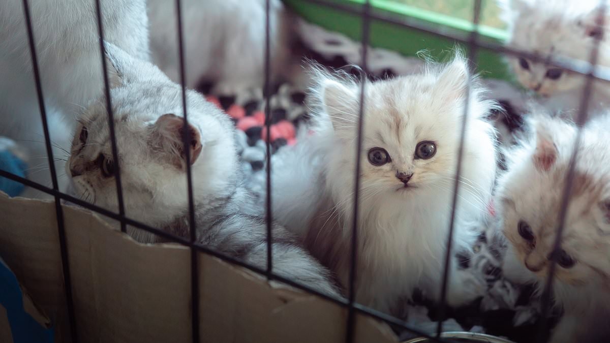 'It's far more widespread than anyone knows': Inside the evil world of cat torture as thousands tune in to watch felines being brutalised for entertainment online