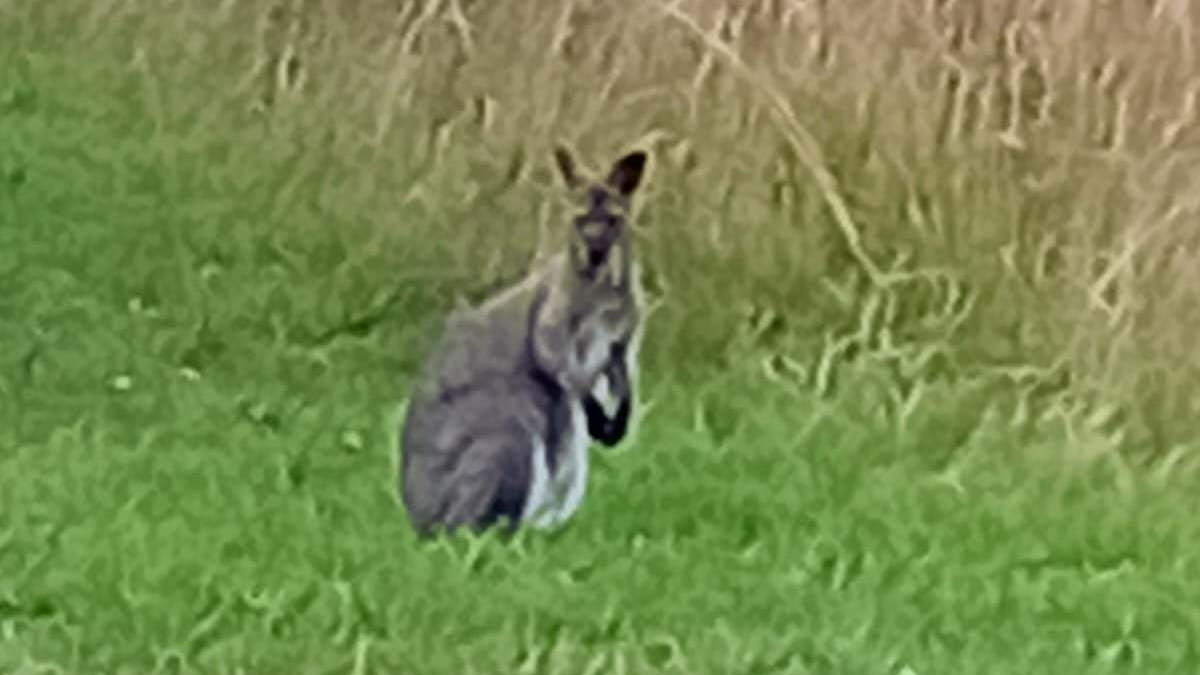 Moment runaway wallaby is spotted bouncing around the English countryside