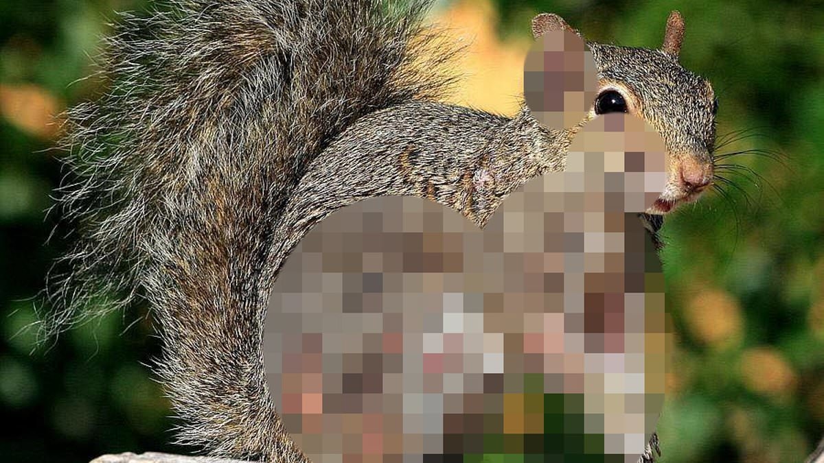 Terrifying 'zombie squirrels' with oozing flesh pods on their bodies invade US backyards
