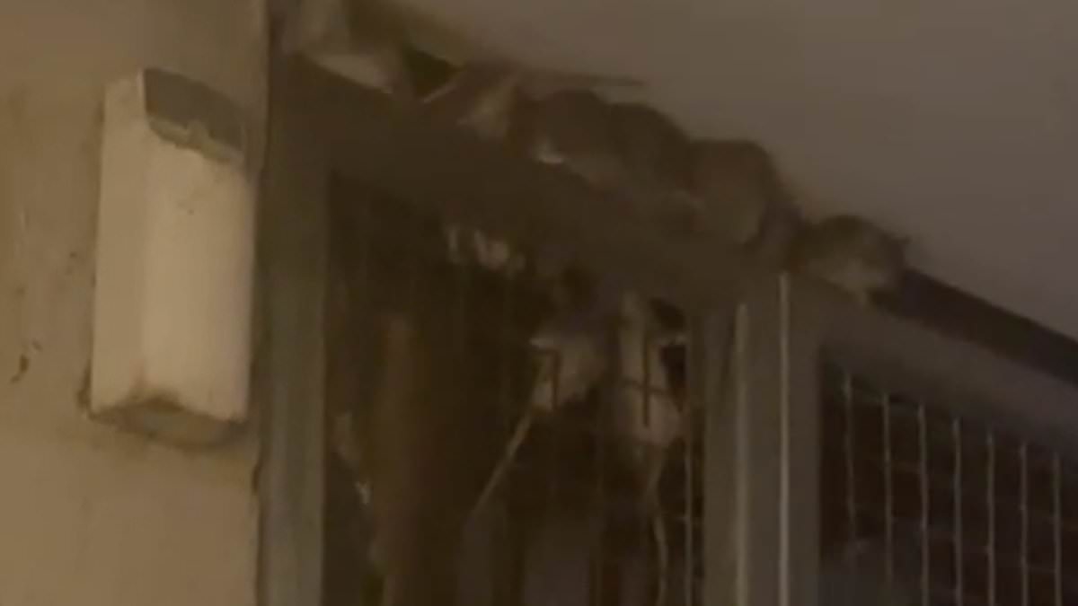 'It's like a horror movie': Stomach-churning sea of rats explodes over door in London estate as locals say they are living in a 'Victorian Britain hellhole slum'