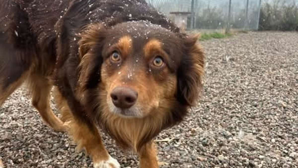 Missing dog named Rusty found wandering on highway 1,000 miles away finally returns home