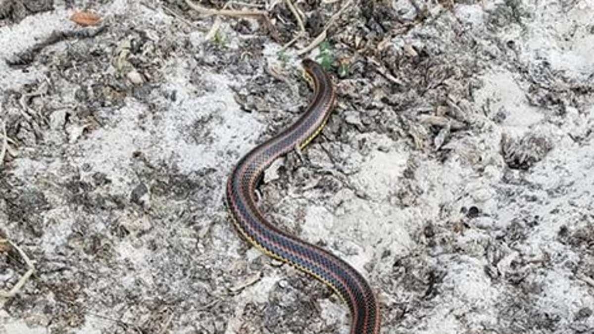 Seen the rare rainbow serpent? The government wants to hear from you…