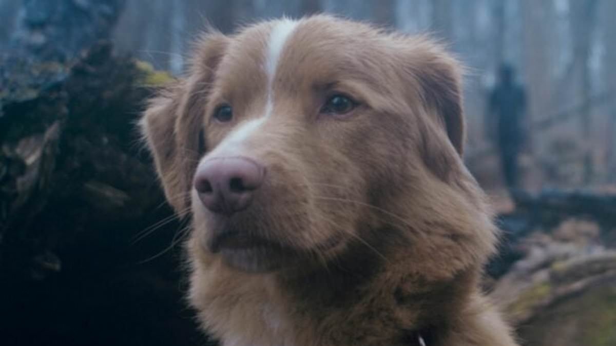 Good Boy: Moviegoers shocked by 'heartbreaking' horror film starring a DOG as the main character