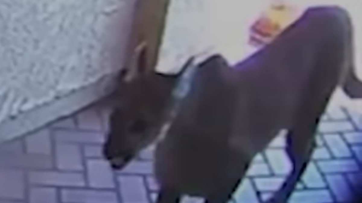 Shocking moment man comes face-to-face with mountain lion that strolled into California home
