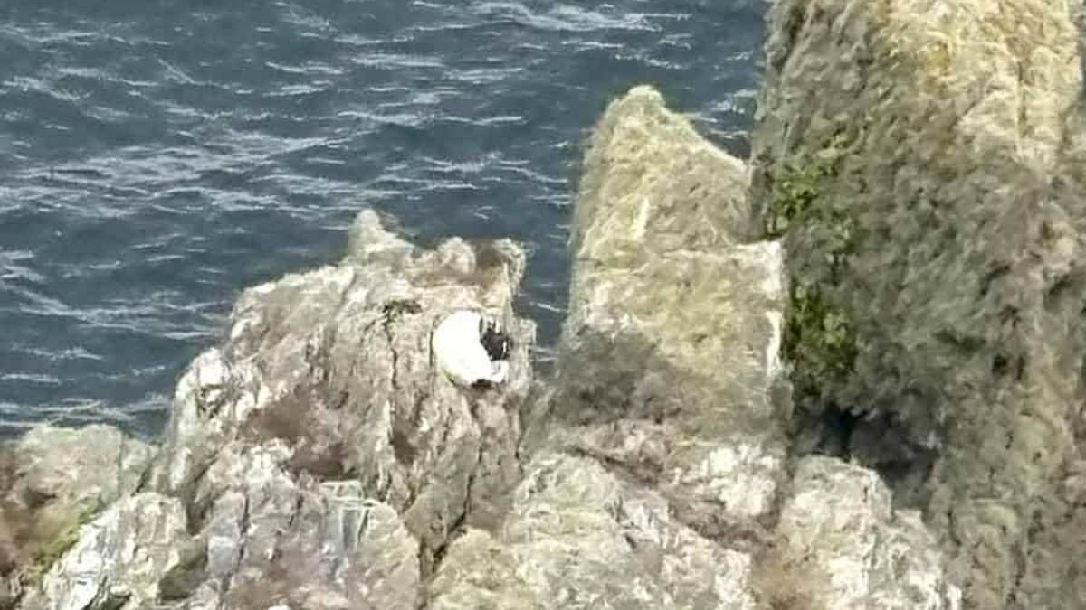 Heartwarming moment dog is rescued from cliffside after six-day search sparked when he ran away from home