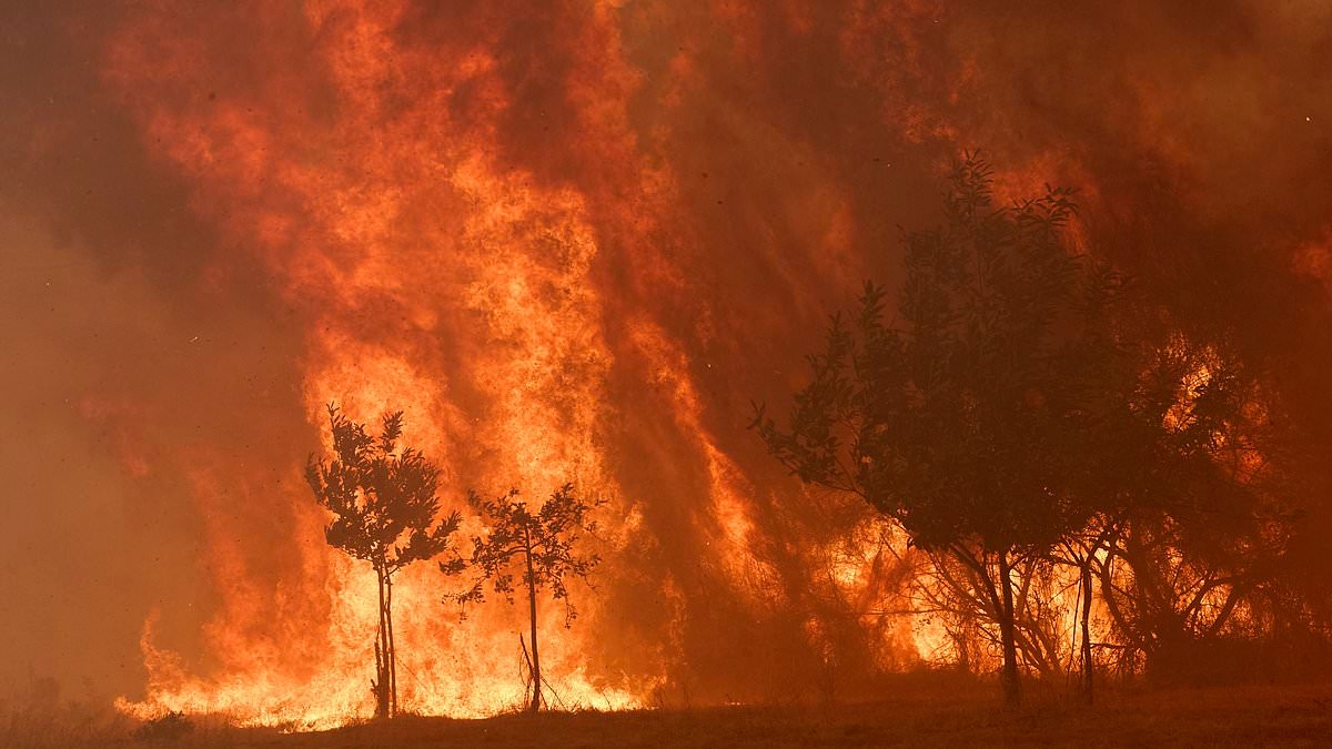 Spain suffers its worst wildfires on record as deadly infernos ravage area twice the size of London after two-week heatwave 'that has left 1,100 dead'