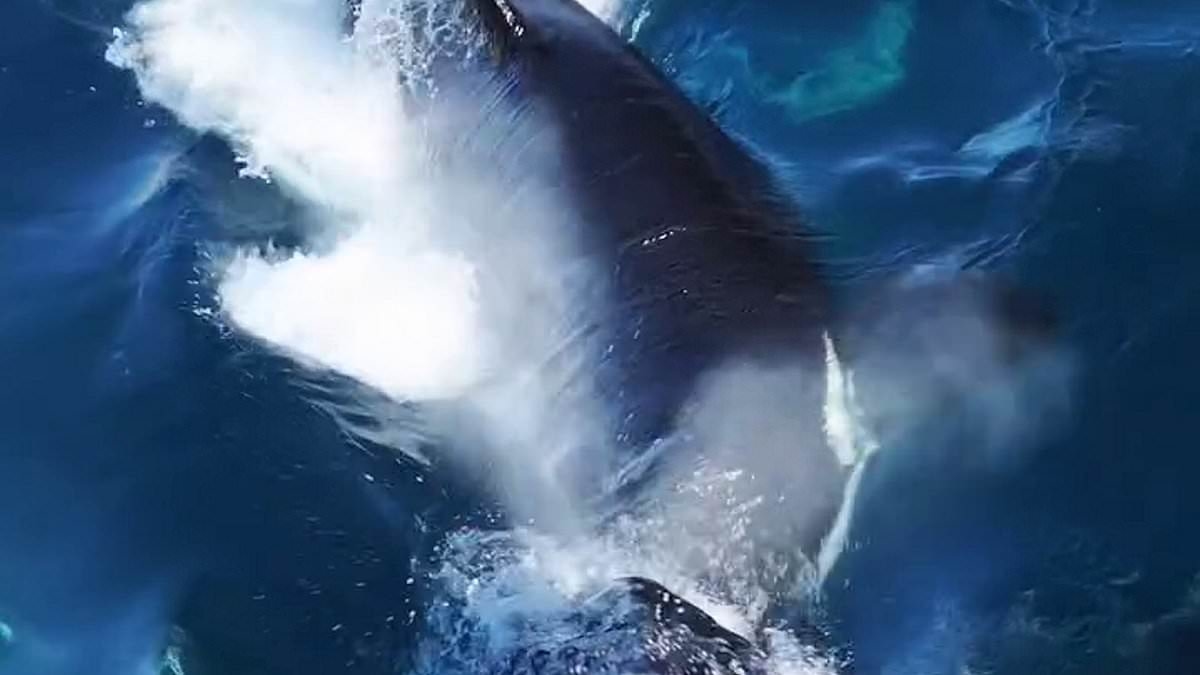 Living up to their 'killer' reputation: Watch the shocking moment a pod of orcas DROWNS a humpback whale off the coast of California