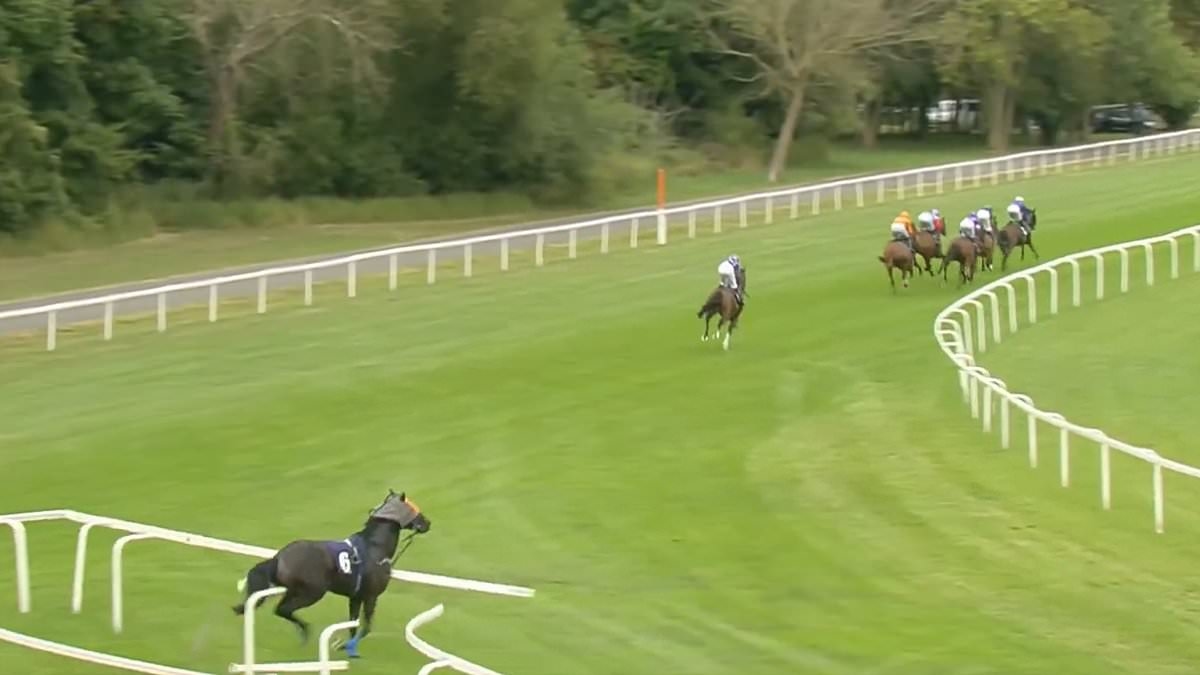 Watch the moment a riderless blindfolded horse wreaks havoc in Windsor by smashing into barriers