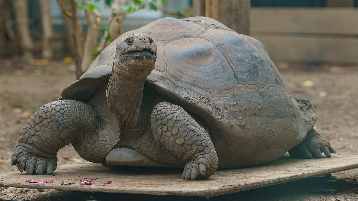 Giant Galapagos tortoise aged 30 and the world's largest rodents among animals in London Zoo's annual weigh-in