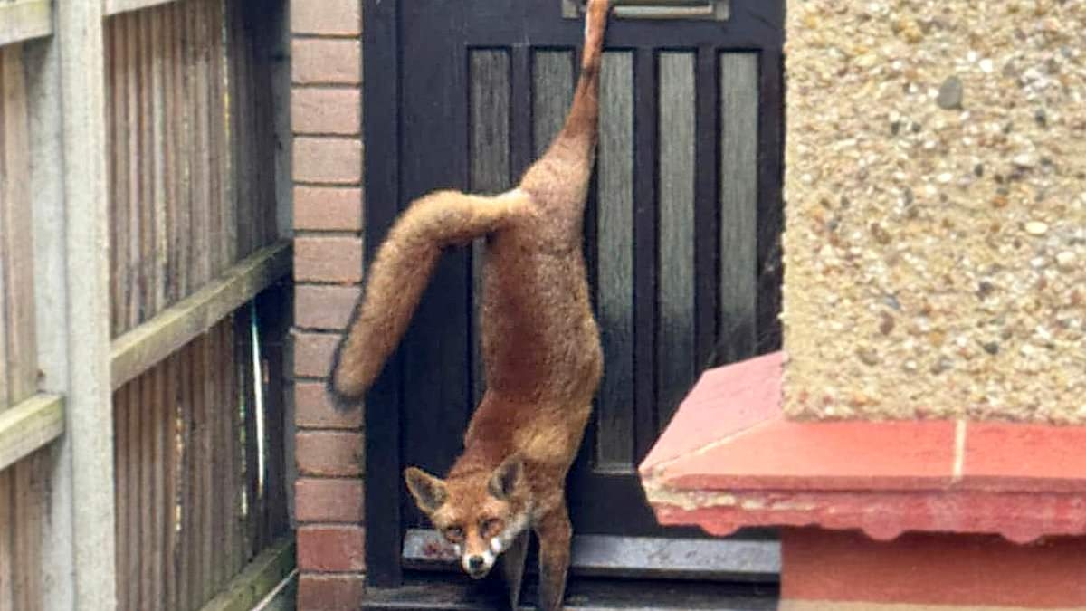 Not so cunning now! Fox gets stuck in letterbox before wedging itself between garden fence in calamitous escape bid