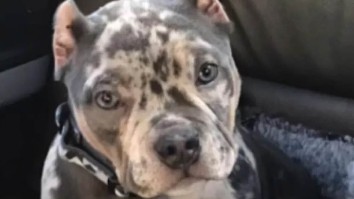 Cruel puppy ear cropping gang who mutilated designer dogs for £450 to make them look 'mean and aggressive' are jailed