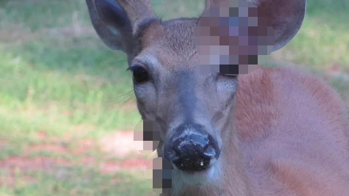 Mutant deer with horrifying flesh bubbles spotted in US as fears of an outbreak grip the nation