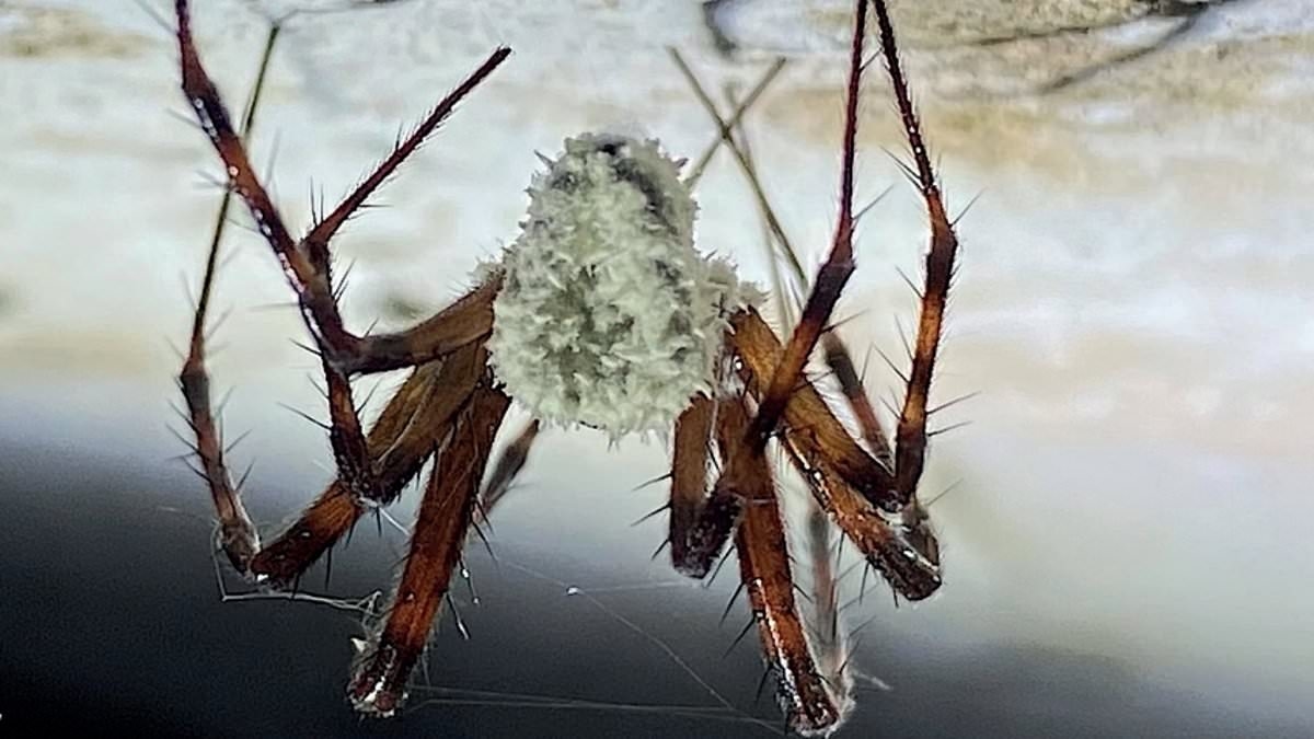 'Zombie' spiders infected by never-before-seen fungus invade parts of the world