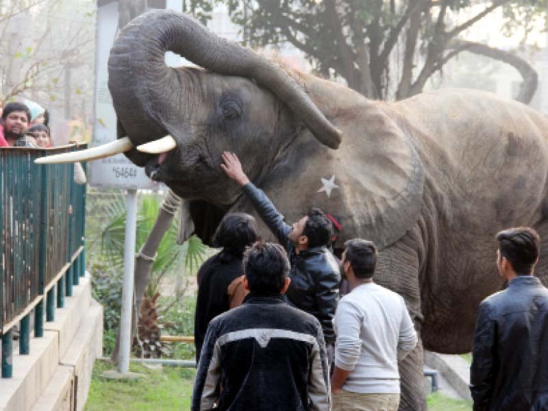 Premature deaths stalk zoo animals