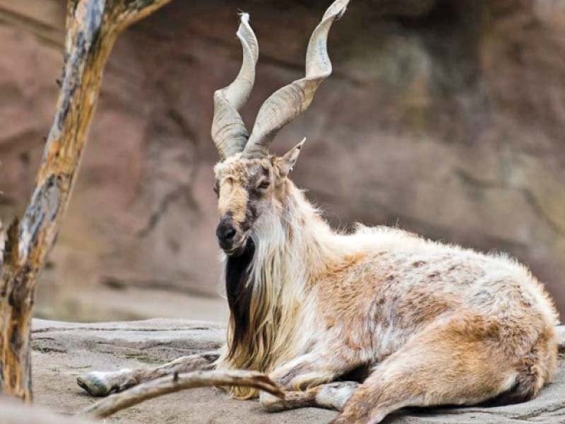 Markhor population sees positive trend