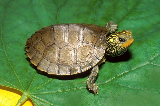 UAE envoy releases green turtle hatchlings into sea