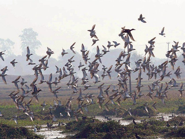 Climate official calls for bird-friendly cities