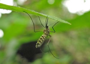 Climate change worsening malaria