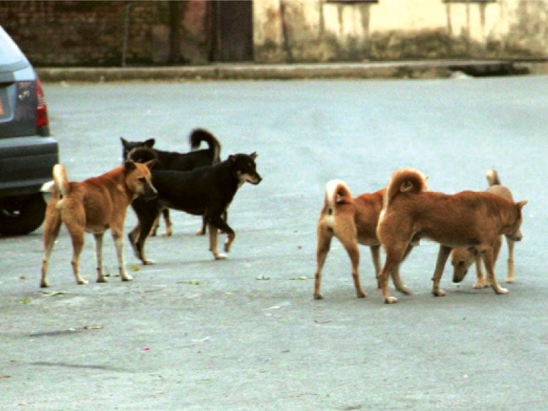Punjab government bans stray dog killings, enforces animal birth control policy