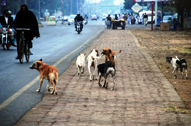1,514 stray dogs neutered in K-P