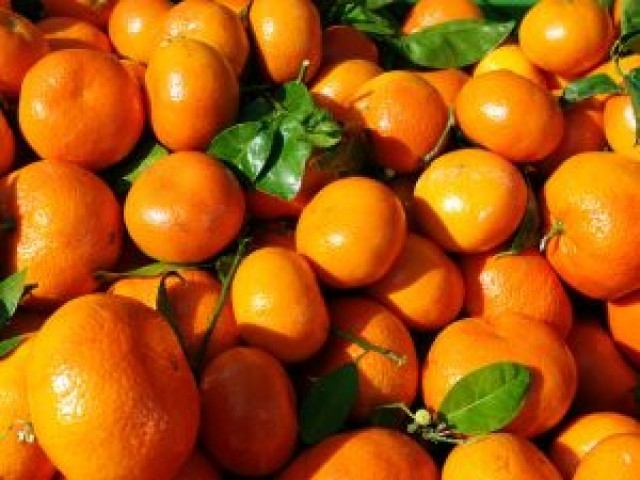 Decline in citrus quality reviewed