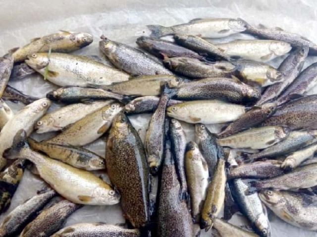 Trout farming crumbles amid govt apathy