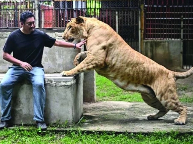 Thailand's roaring lion business