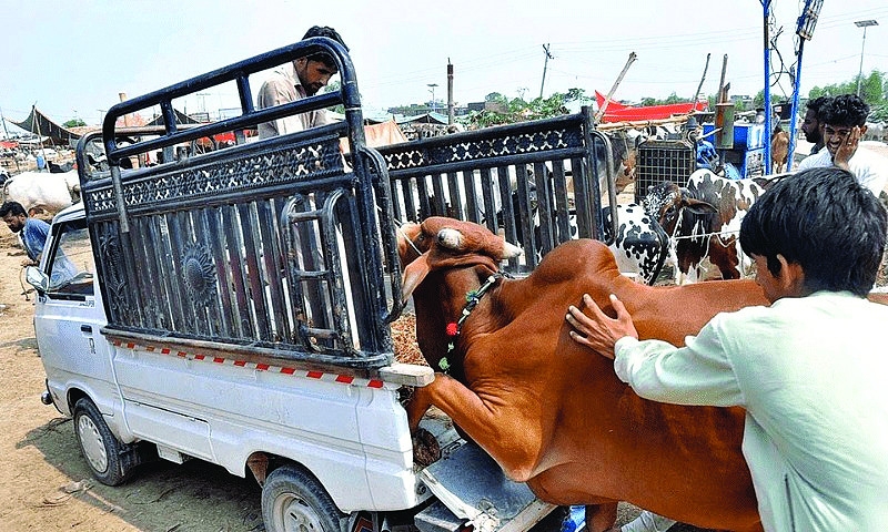 How we love and lost Bakra Eid