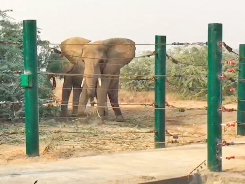 TB treatment begins for elephants